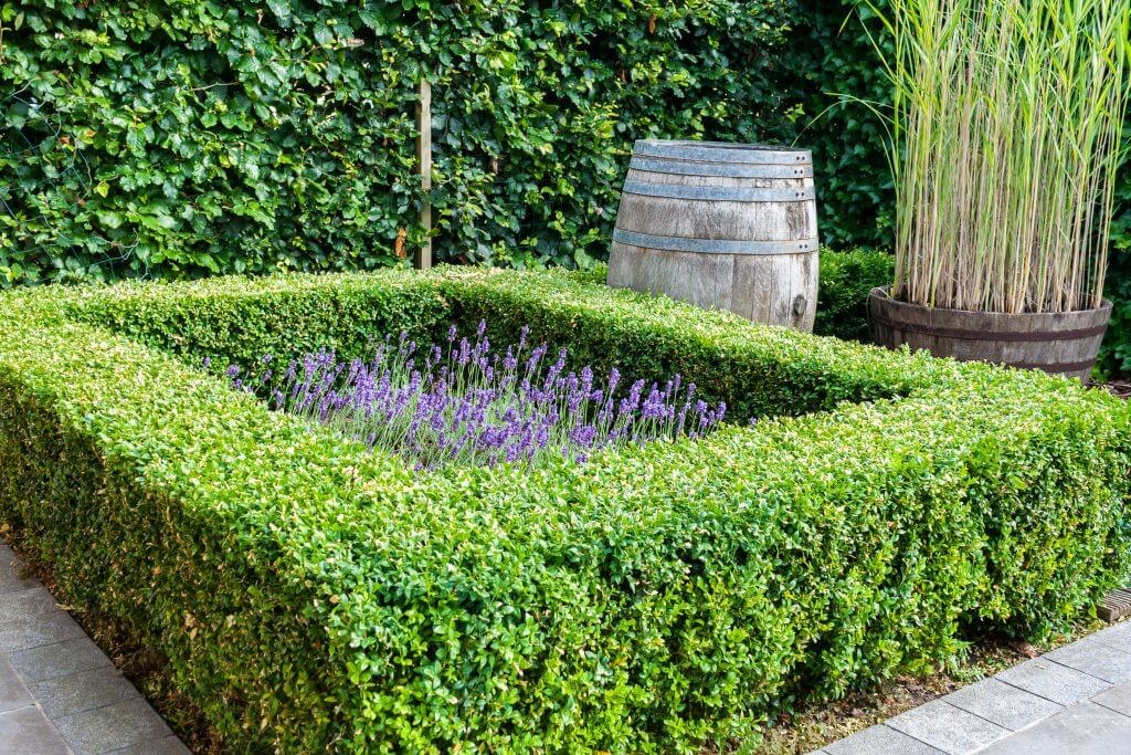 Low Maintenance Hedges: 10 of the Best Low Maintenance Hedges – Harwood ...
