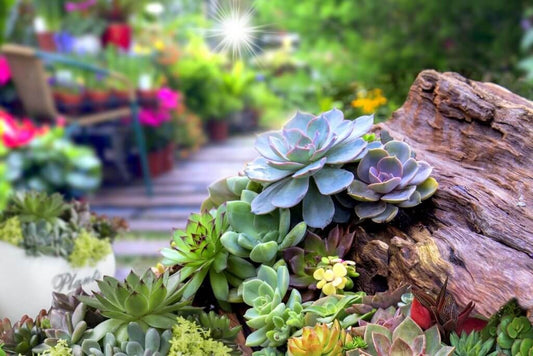 A collection of colourful succulent plants