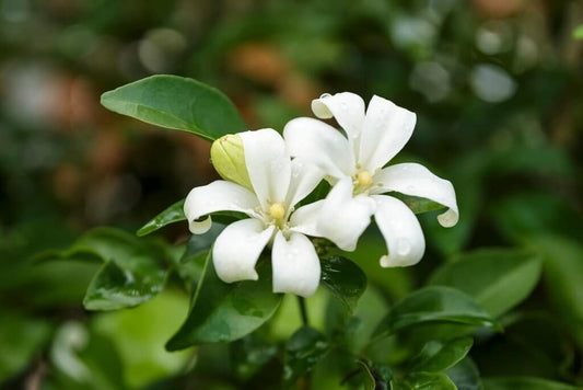 Murraya hedge in full white flower