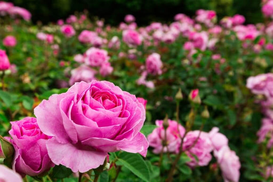 Pink roses in a garden