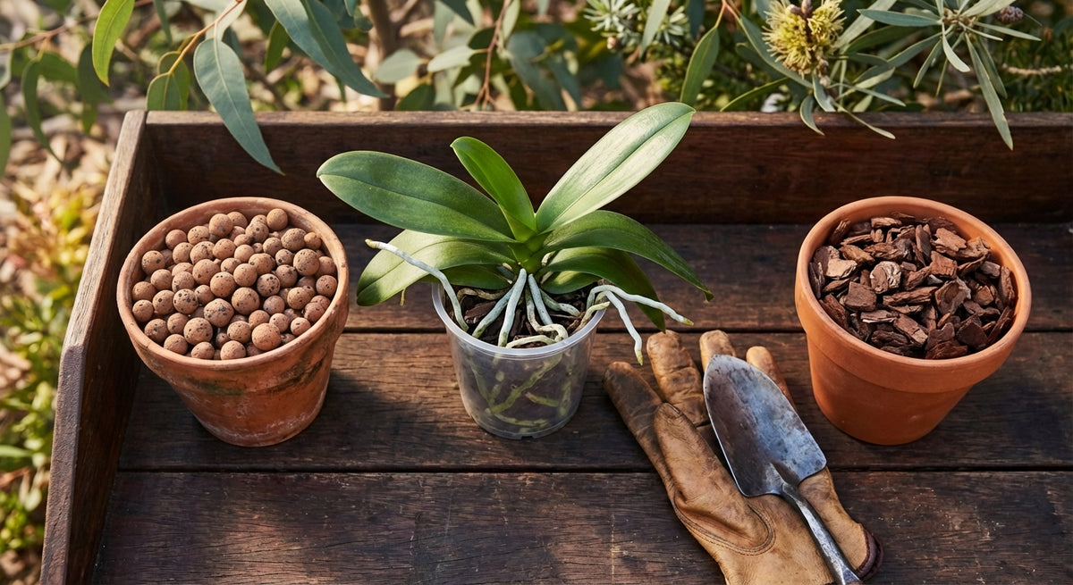 LECA clay balls and orchid bark side by side in terracotta pots with orchid in centre