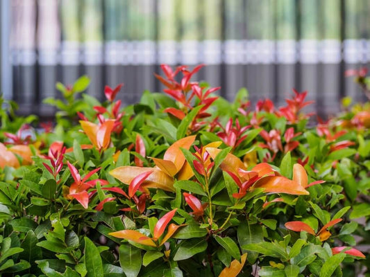 Lilly Pilly hedge with blurred background