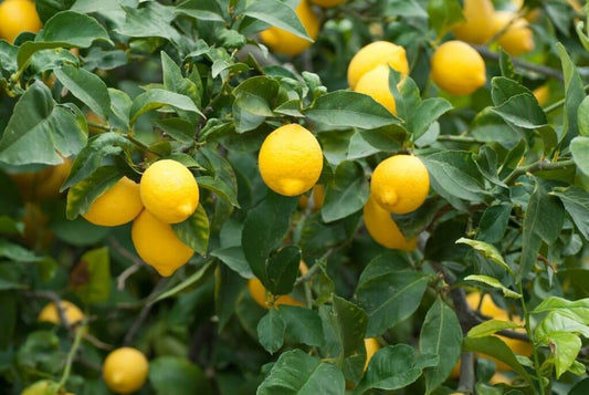 Ripe lemons hanging on a lemon tree