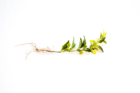 Murraya cutting with roots showing after successful propagation
