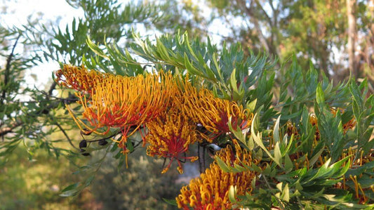 Grevillea robusta, the Silky Oak, with golden flowers