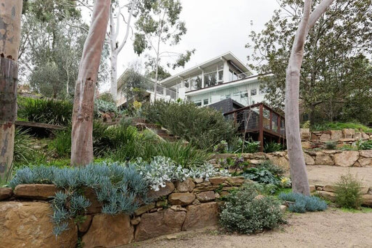 Australian Native Plants in a Garden