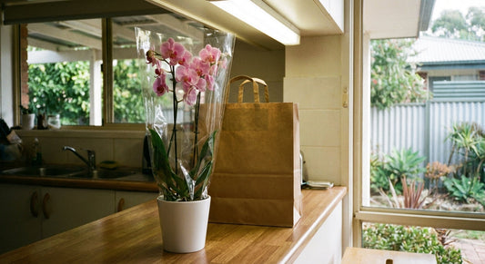 Supermarket orchid still in cellophane wrapping and decorative pot