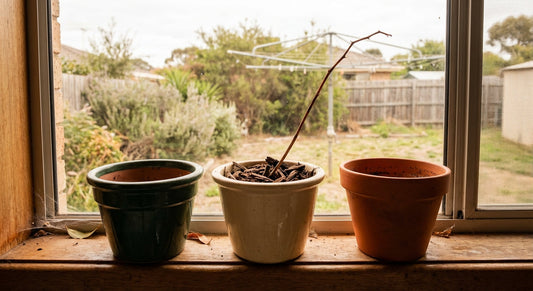 Three empty plant pots on a windowsill where orchids once sat