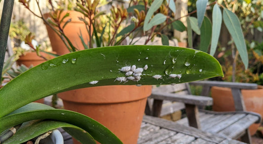 Mealybug cluster on an orchid leaf with sticky residue
