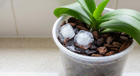Ice cubes melting on orchid bark in a clear pot on a kitchen bench