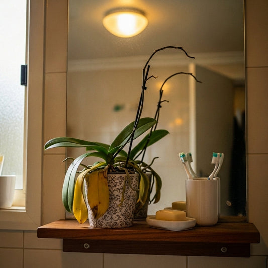 Struggling orchid with yellowing leaves and bare spike on a bathroom shelf