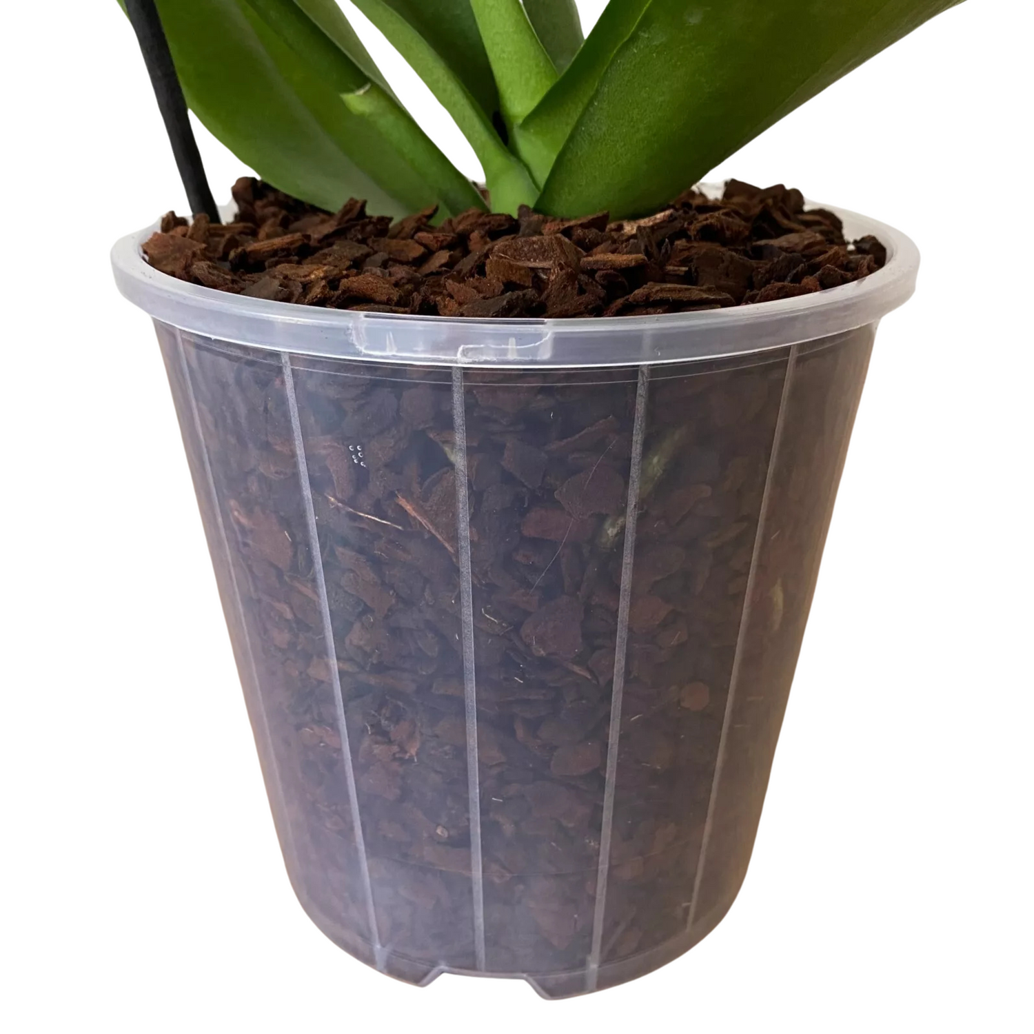 Orchid Pots