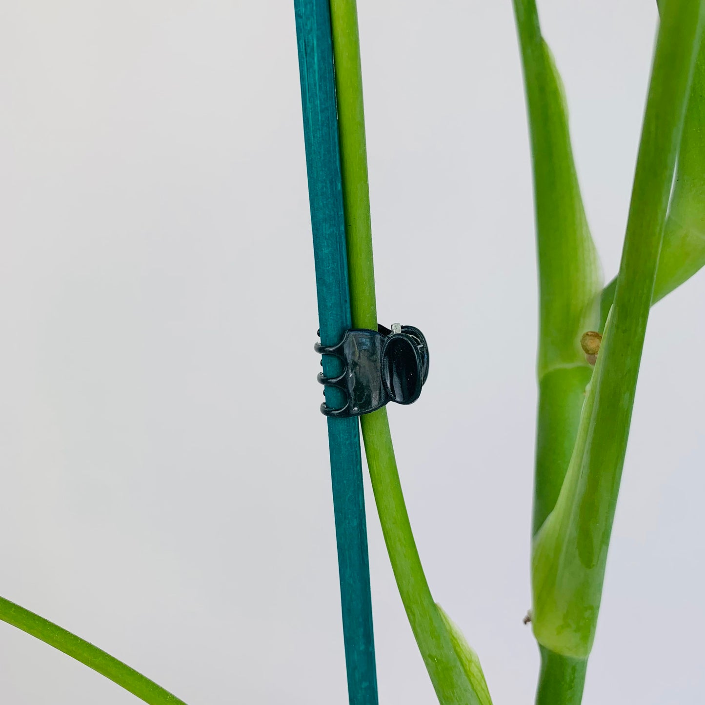 Plastic Orchid Clips