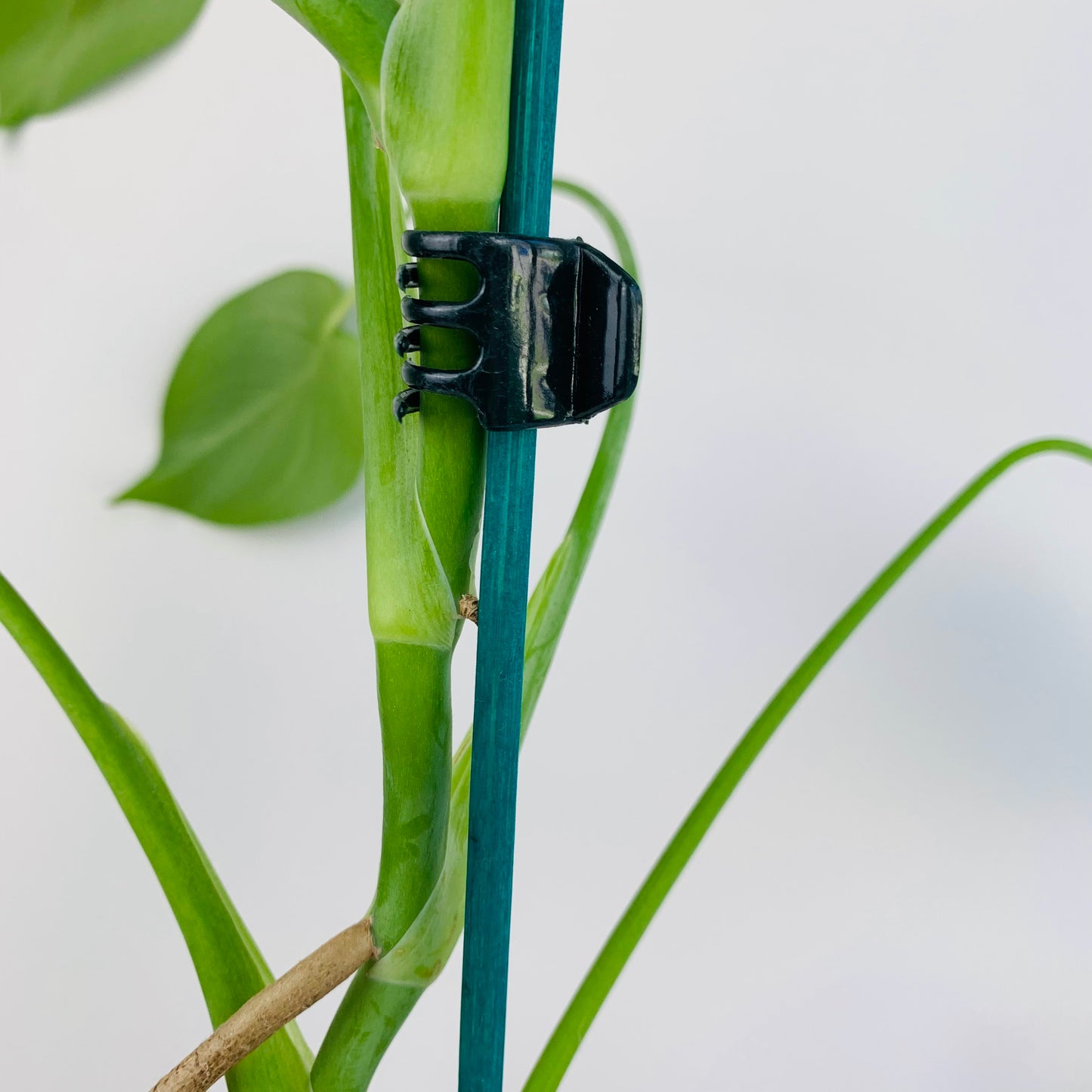 Plastic Orchid Clips