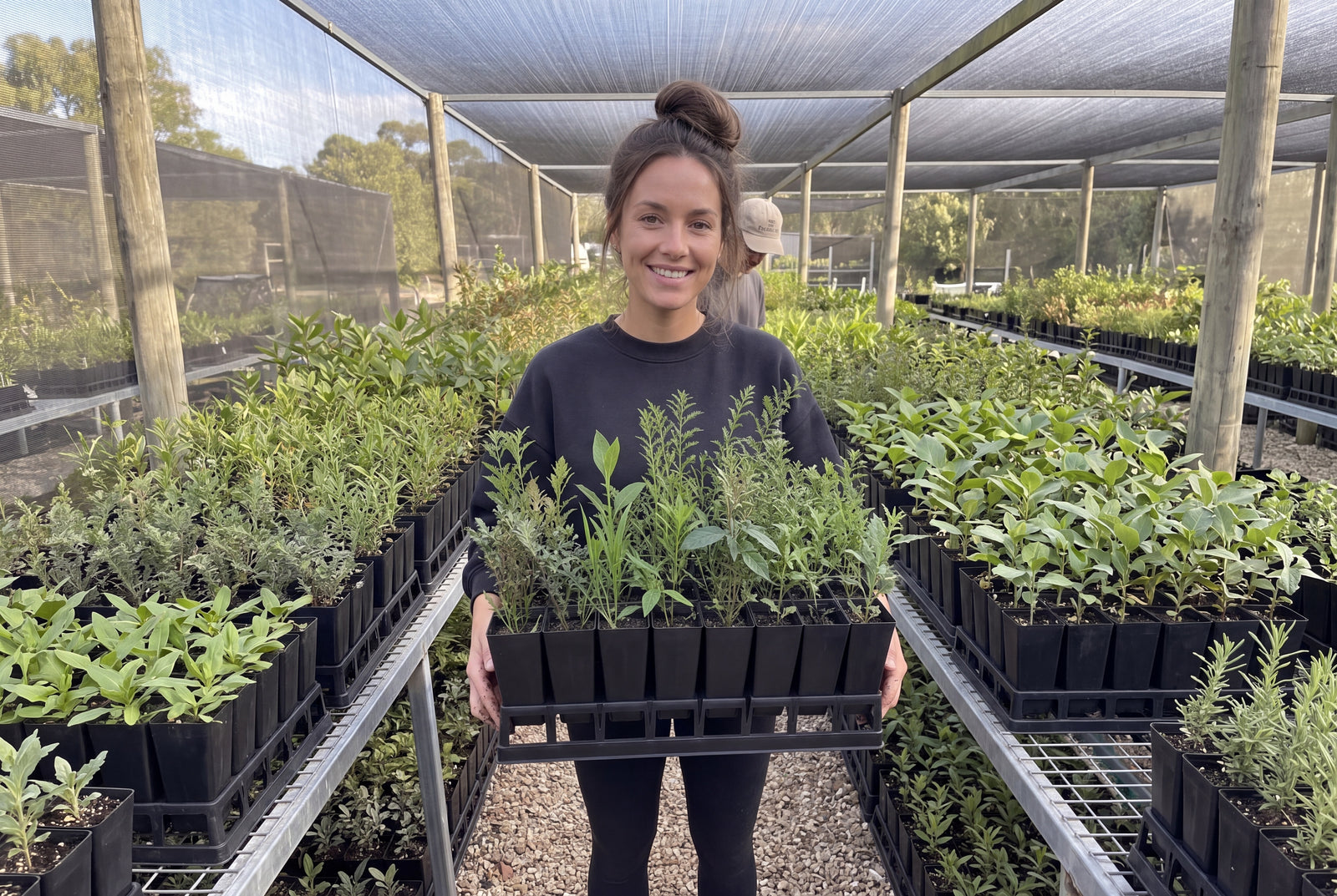 Native plants on display at the nursery