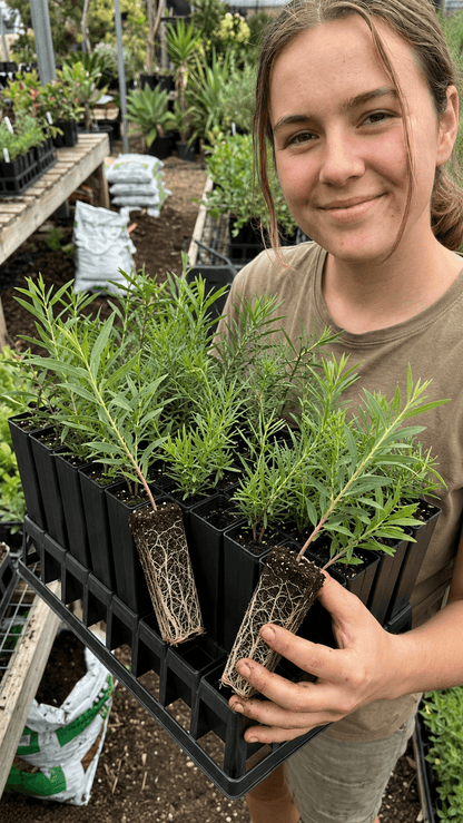 40-Cell Forestry Tube Tray with 50mm Native/Forestry Tube Stock Pots