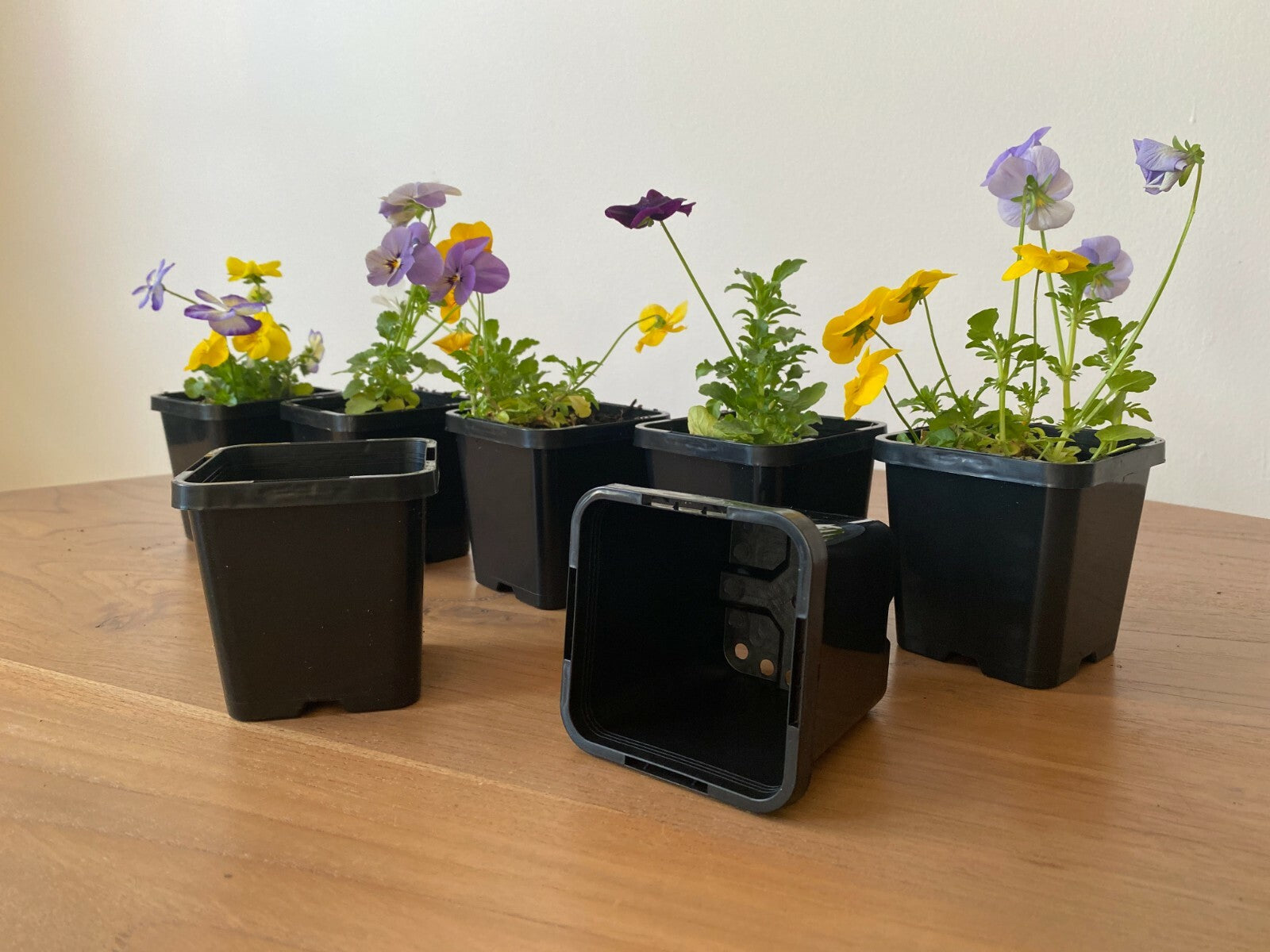 85mm square squat pots