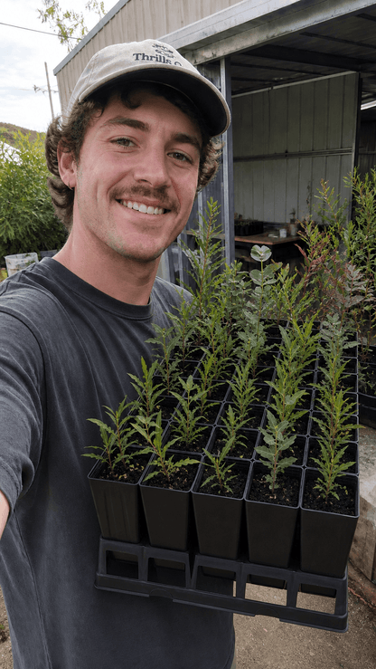 40-Cell Forestry Tube Tray with 50mm Native/Forestry Tube Stock Pots