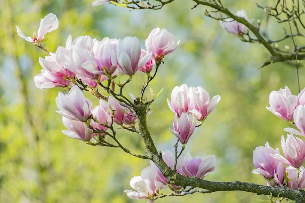 Magnolia Tree with Flowers