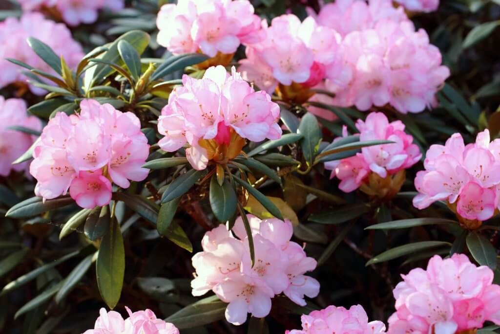 Rhododendron Flower Pink