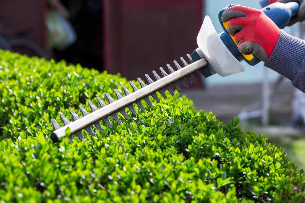Cutting a hedge with an electrical hedge trimmer